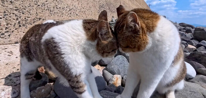 額を当てて怒鳴り合う猫達