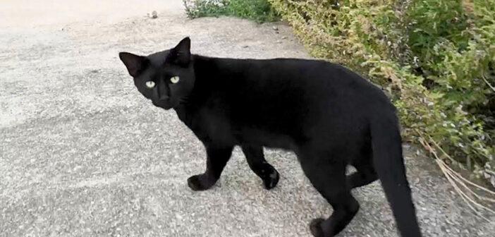 「ウチくる？」家に帰る途中の猫が誘ってきた。ついて行ってみると、何度も振り返りながら道案内してくれた♪