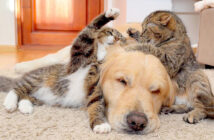 猫達の喧嘩に巻き込まれる犬