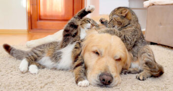 猫達の喧嘩に巻き込まれる犬