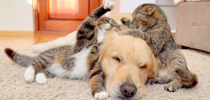 レトリバーが初めて本物の猫の喧嘩を目撃! 目の前で繰り広げられる激しい喧嘩に対するレトリバーの反応が妙に面白かった