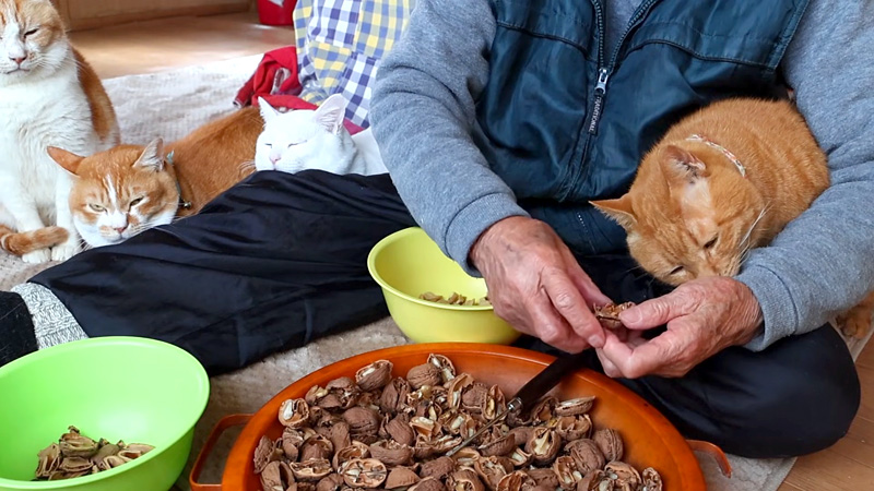 クルミを掘るおばあちゃんと猫達