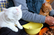 ひゅうず作りが気になる猫達