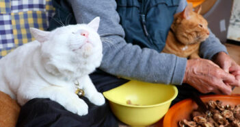 クルミを掘って、ひゅうず作りをするおばあちゃんを応援する猫達。その懐かしさを感じる光景に自然と心が和む (*´ェ`*) ひゅうず作りが気になる猫達