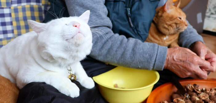 ひゅうず作りが気になる猫達