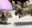 保護子猫を威嚇する先住猫
