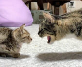 先住猫の威嚇の「シャー!」から2日。徐々に距離が縮まって、子猫を受け入れ始めた先住猫の姿に心がホッとする