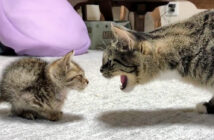保護子猫を威嚇する先住猫