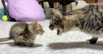 先住猫の威嚇の「シャー!」から2日。徐々に距離が縮まって、子猫を受け入れ始めた先住猫の姿に心がホッとする 保護子猫を威嚇する先住猫