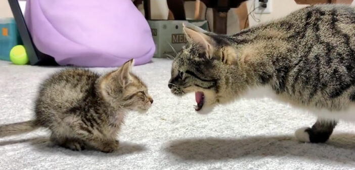 保護子猫を威嚇する先住猫