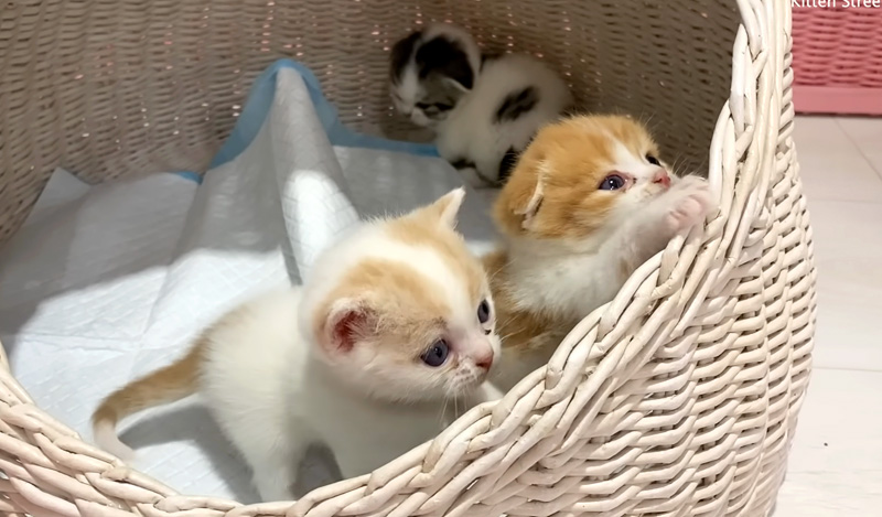 脱走を試みる子猫達