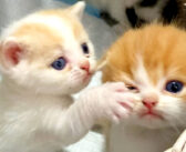 妹を叩いて、大声を上げながらバスケットから出ようとする子猫。その元気いっぱいの無邪気な姿に思わず目が釘付けに!