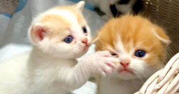 妹を叩いて、大声を上げながらバスケットから出ようとする子猫。その元気いっぱいの無邪気な姿に思わず目が釘付けに! 妹を叩く子猫