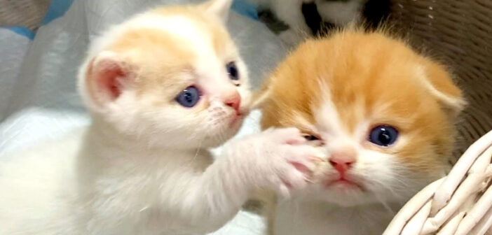 妹を叩いて、大声を上げながらバスケットから出ようとする子猫。その元気いっぱいの無邪気な姿に思わず目が釘付けに!