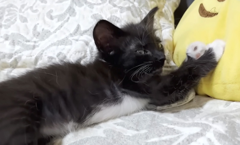 くつろぐ保護子猫