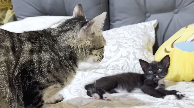 初対面した先住猫と保護子猫