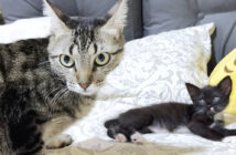 初対面した先住猫と保護子猫