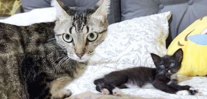 出産経験のある先住猫と保護子猫がドキドキの初対面。お互いに上手に距離を取りながら過ごし始める様子にホッコリ♡