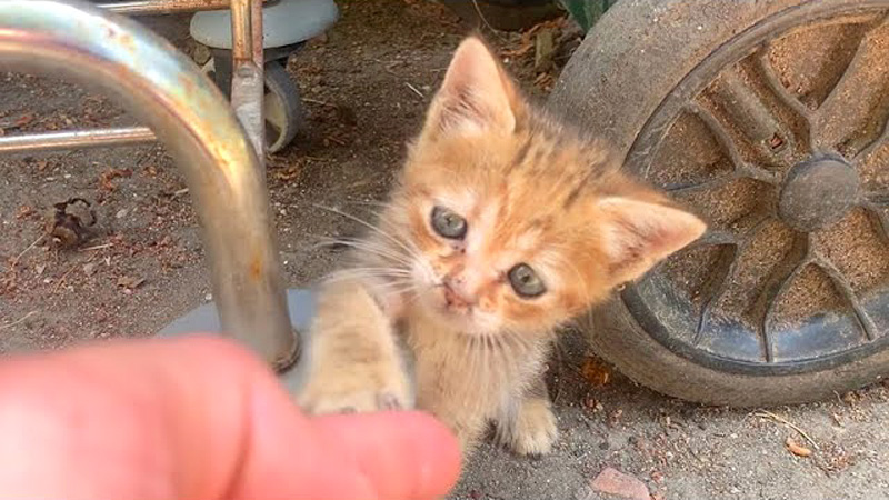 帰らないでと引き留める子猫