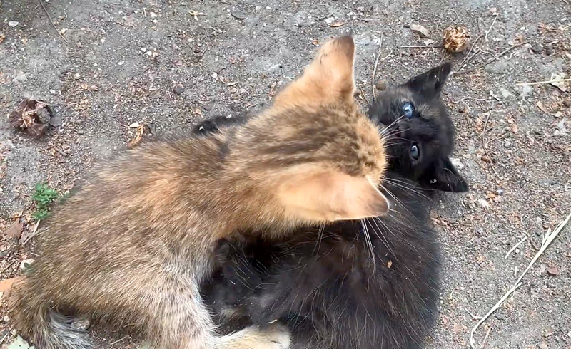 じゃれる子猫達