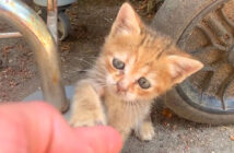 帰らないでと引き留める子猫