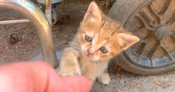 帰らないでと引き留める子猫