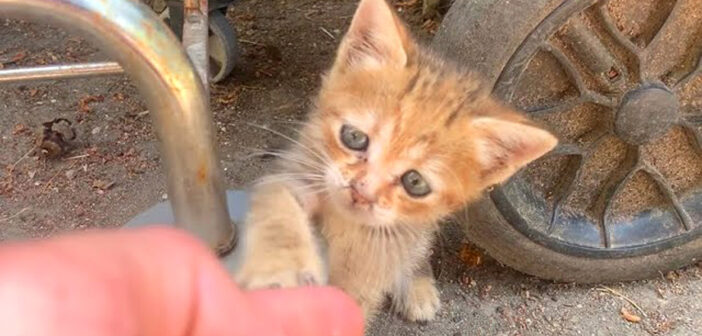帰らないでと引き留める子猫