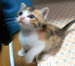 見上げる子猫