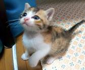 悲しそうな子猫に手を差し伸べると、一瞬でご機嫌になってはしゃぎ出した♪ 幸せそうに遊び回る姿に心がホッとする♡