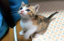 見上げる子猫