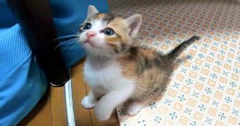 悲しそうな子猫に手を差し伸べると、一瞬でご機嫌になってはしゃぎ出した♪ 幸せそうに遊び回る姿に心がホッとする♡ 見上げる子猫