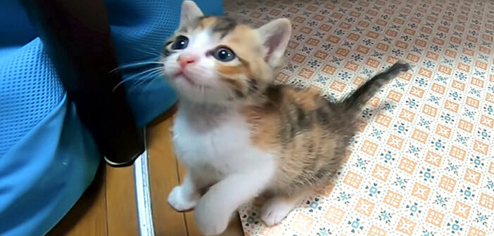 悲しそうな子猫に手を差し伸べると、一瞬でご機嫌になってはしゃぎ出した♪ 幸せそうに遊び回る姿に心がホッとする♡