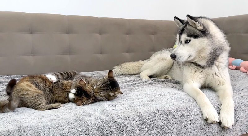 猫の喧嘩を初めて目撃した犬