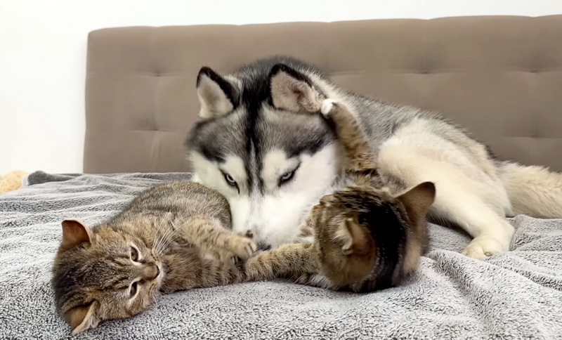 猫の喧嘩の仲裁に入る犬