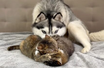 猫の喧嘩を初めて目撃した犬