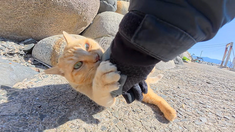 手を攻撃してくる猫