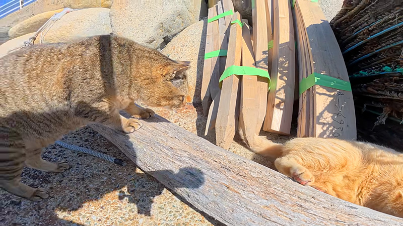 ボス猫に怒られる茶トラ猫