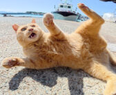 後輩を追い回していた茶トラ猫が、キジトラボスに怒られる! その緊迫の光景に思わず目が釘付けに (ㆁωㆁ)!