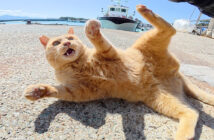 暴れん坊な茶トラ猫