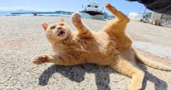 後輩を追い回していた茶トラ猫が、キジトラボスに怒られる! その緊迫の光景に思わず目が釘付けに (ㆁωㆁ)! 暴れん坊な茶トラ猫