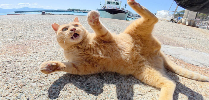 後輩を追い回していた茶トラ猫が、キジトラボスに怒られる！ その緊迫の光景に思わず目が釘付けに (ㆁωㆁ)！