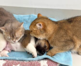 いつの間にか子犬にベッドを占領されちゃった猫さん。最初は戸惑うも、すぐに現実を受け入れて可愛すぎる行動に出た♡