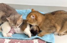 子犬にベッドを占領された猫