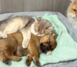 子犬を世話する猫達