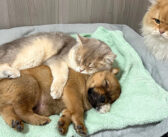 子犬を置いて遊びに行った母犬に代わって子育てを始めた猫達。子犬を愛情いっぱいに世話する姿に心が温まる (*´ｪ｀*)