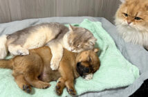 子犬を世話する猫達