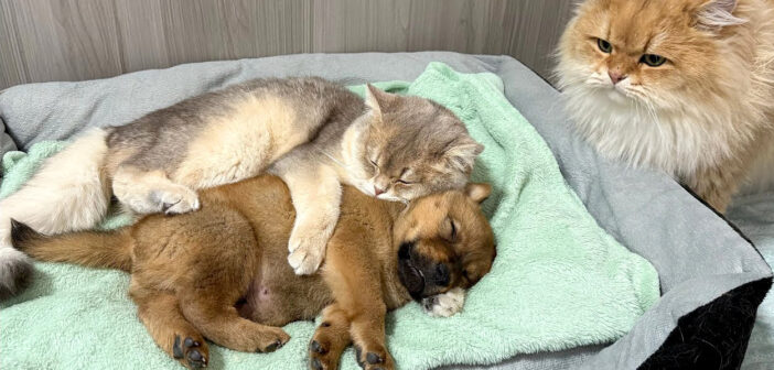 子犬を世話する猫達