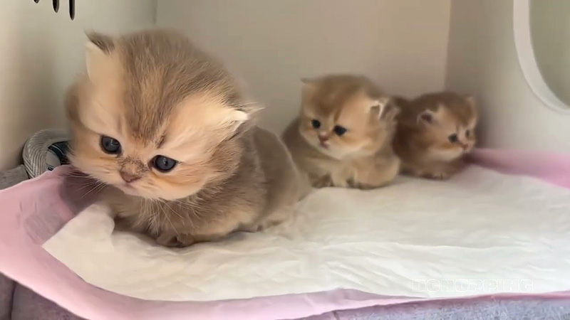 好奇心が目覚めた子猫達