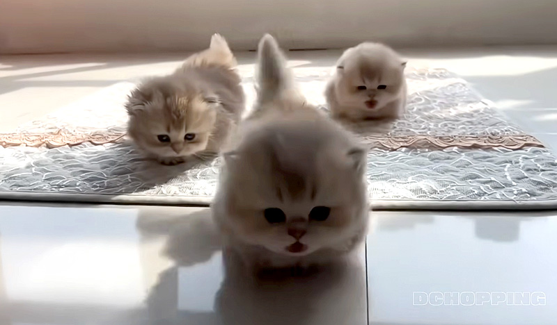 部屋の中を探索する子猫達