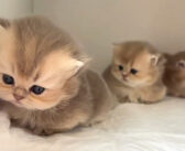 好奇心が目覚めちゃった子猫達。ふっくらした体を揺らしながら、好奇心の赴くままに動き回る姿にキュンとする ( *´艸｀)♡